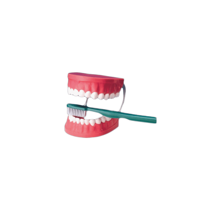 Giant Tooth Brushing Model — Medshop Australia