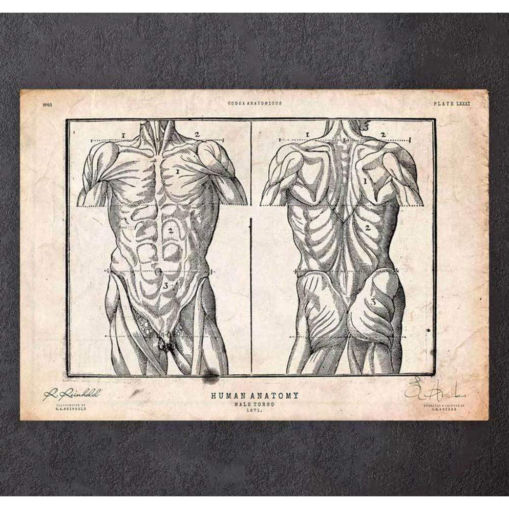 Male Torso Anatomy Print — Medshop Australia