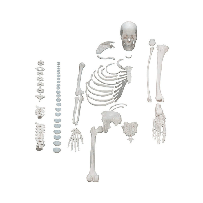 One Half Disarticulated Budget Skeleton with Skull — Medshop Australia